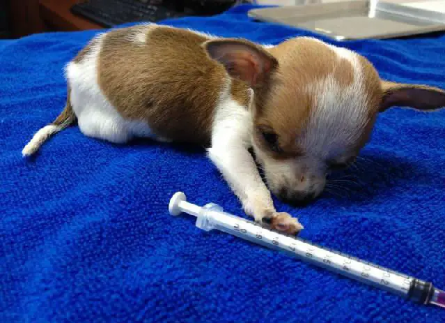 Cachorro recebendo a vacinação da cinomose