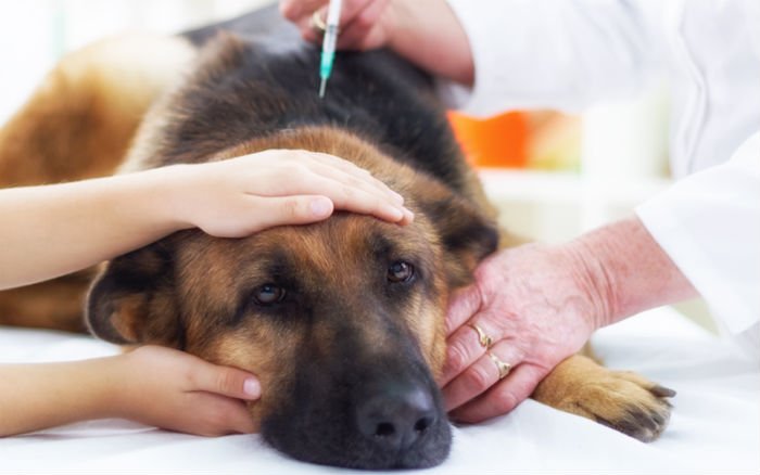 Diabetes em cães: causas, sintomas e tratamento