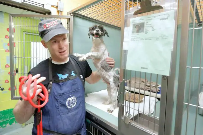 Homem embeleza cães em abrigo e pets fazem o maior sucesso Homem embeleza cães em abrigo e pets fazem o maior sucesso