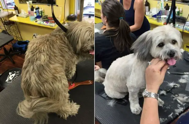 Homem embeleza cães em abrigo e pets fazem o maior sucesso Homem embeleza cães em abrigo e pets fazem o maior sucesso