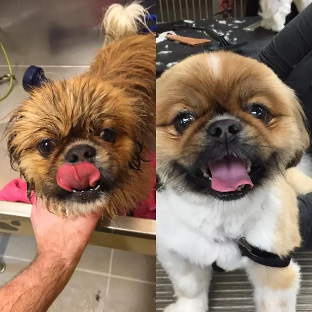 Homem embeleza cães em abrigo e pets fazem o maior sucesso Homem embeleza cães em abrigo e pets fazem o maior sucesso