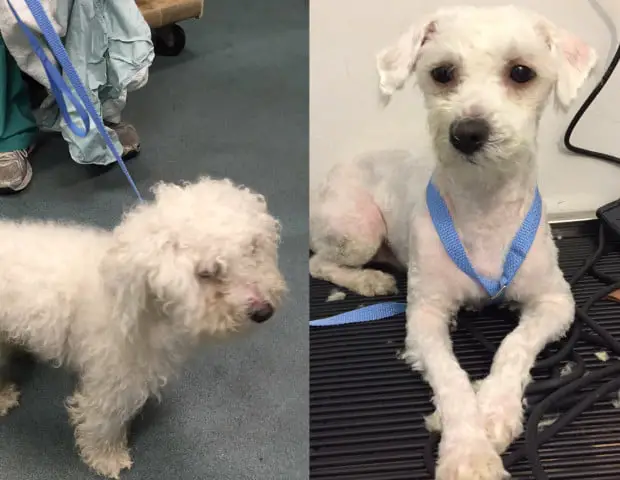 Homem embeleza cães em abrigo e pets fazem o maior sucesso Homem embeleza cães em abrigo e pets fazem o maior sucesso