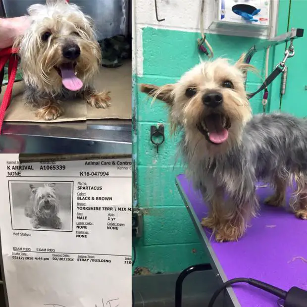 Homem embeleza cães em abrigo e pets fazem o maior sucesso Homem embeleza cães em abrigo e pets fazem o maior sucesso