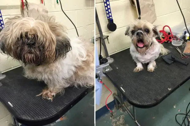 Homem embeleza cães em abrigo e pets fazem o maior sucesso Homem embeleza cães em abrigo e pets fazem o maior sucesso