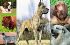 As 10 maiores raças de cães do planeta