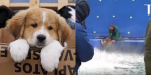 Vídeo mostra maus-tratos nas gravações do filme Quatro Vidas de Um Cachorro