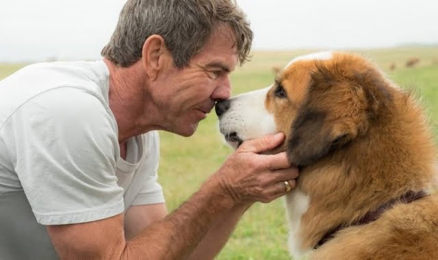 Vídeo mostra maus-tratos nas gravações do filme Quatro Vidas de Um Cachorro