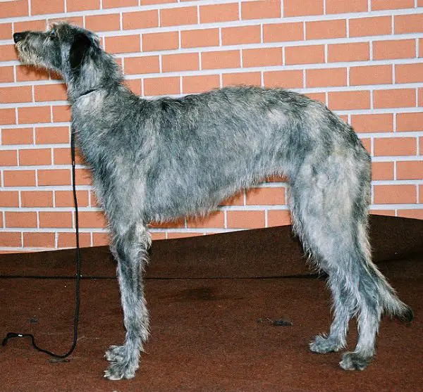 top-10-deerhound