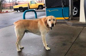 Cachorro perdido? Leia o que está escrito na coleira!