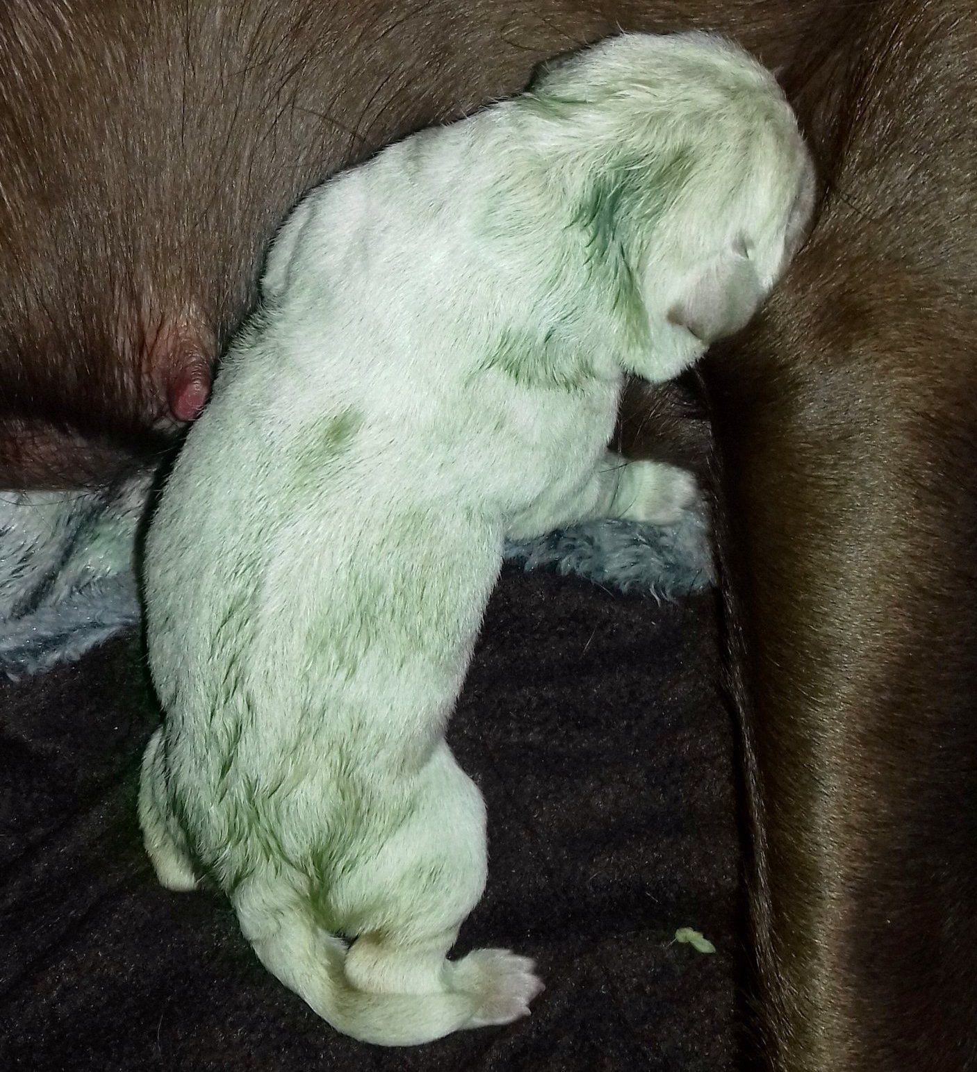 Incrível! Labradora dá à luz um filhote verde