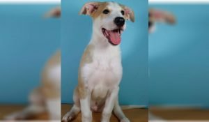 Argentina faz seu primeiro clone de cão