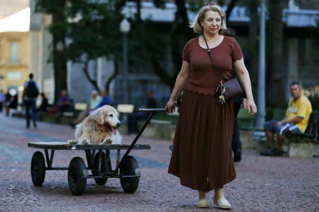 Cãodeirante faz sucesso no centro de Porto Alegre Cãodeirante faz sucesso no centro de Porto Alegre