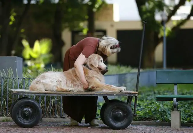 Cãodeirante faz sucesso no centro de Porto Alegre Cãodeirante faz sucesso no centro de Porto Alegre
