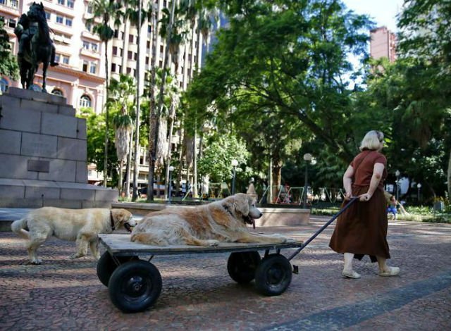 Cãodeirante faz sucesso no centro de Porto Alegre