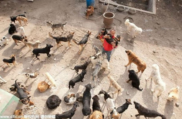 Milionário chinês gasta sua fortuna salvando milhares de cães da morte