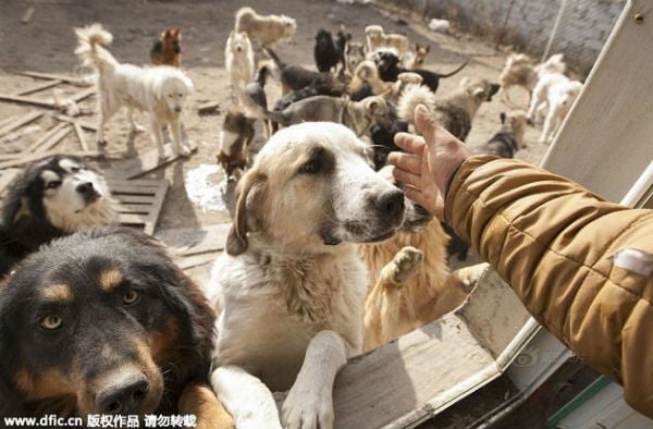 Milionário chinês gasta sua fortuna salvando milhares de cães da morte