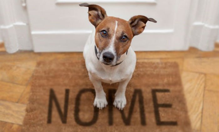 Nomes de Cachorros - Como escolher o melhor? Nomes de Cachorros - Como escolher o melhor?