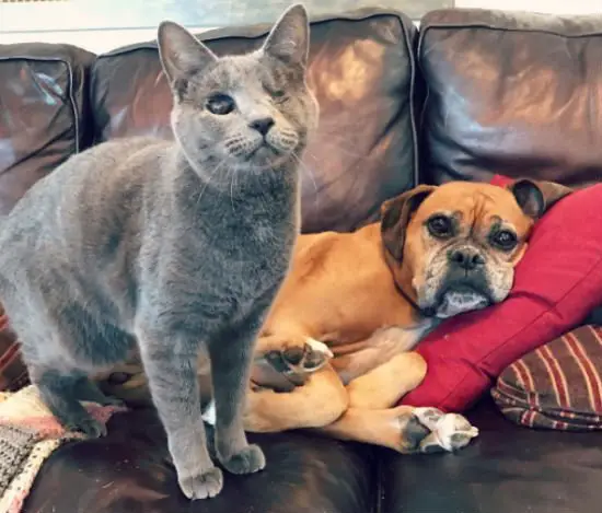 Cadela boxer cuida de gatinhos sem lar Cadela boxer cuida de gatinhos sem lar