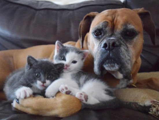 Cadela boxer cuida de gatinhos sem lar