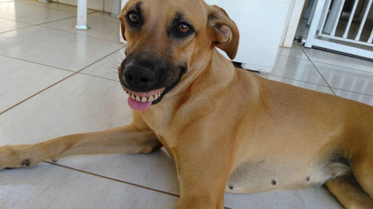 Conheça Pandora, a cadelinha que não para de sorrir Conheça Pandora, a cadelinha que não para de sorrir