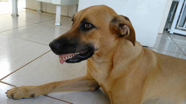 Conheça Pandora, a cadelinha que não para de sorrir Conheça Pandora, a cadelinha que não para de sorrir
