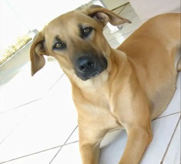 Conheça Pandora, a cadelinha que não para de sorrir Conheça Pandora, a cadelinha que não para de sorrir