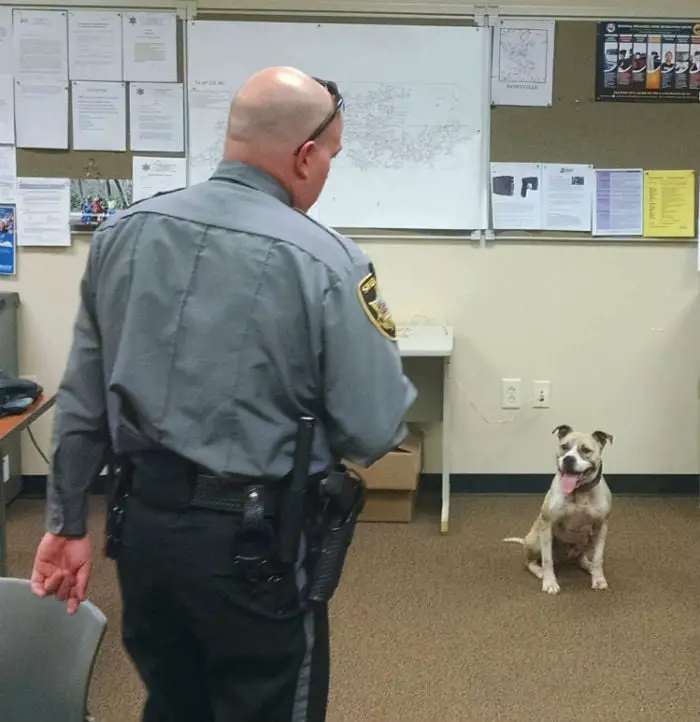 Dois pitbulls saem de abrigos para se tornarem cães policiais