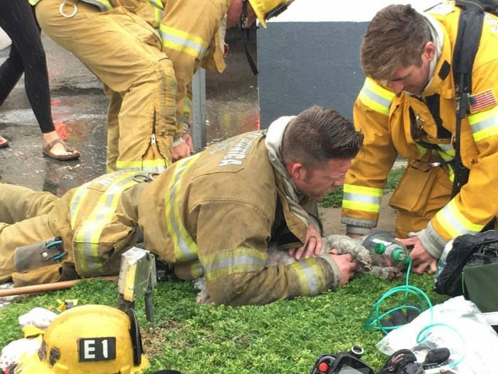 Bombeiro salva cachorro em incêndio com respiração boa a boca