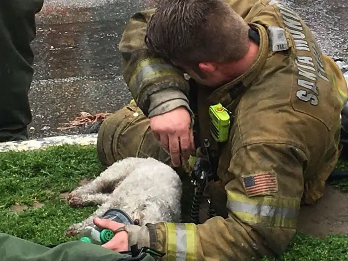 Bombeiro salva cachorro em incêndio com respiração boa a boca