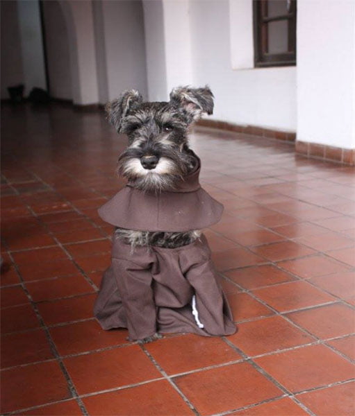 Cãozinho faz sucesso em mosteiro franciscano
