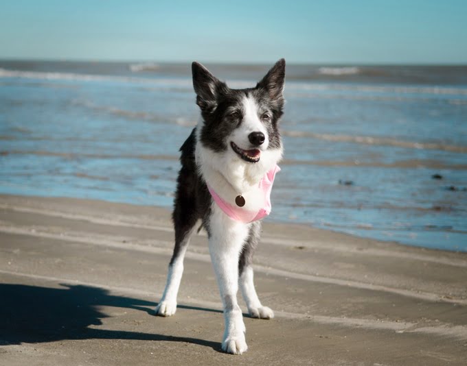 Mulher se despede do seu cão com um livro de memórias fotográficas Mulher se despede do seu cão com um livro de memórias fotográficas