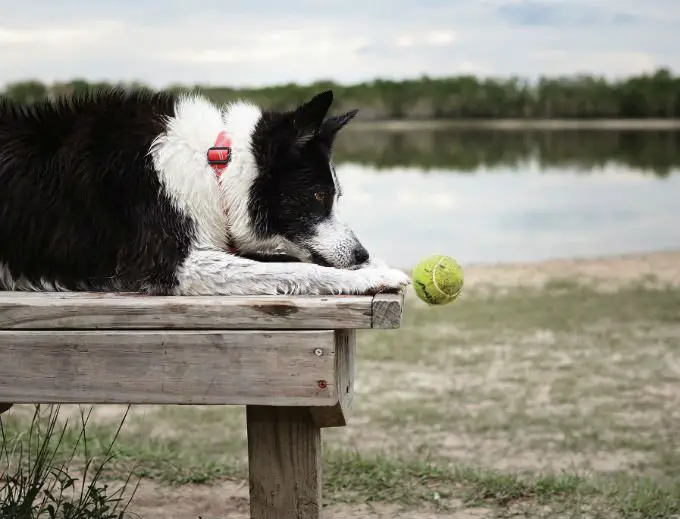 Mulher se despede do seu cão com um livro de memórias fotográficas Mulher se despede do seu cão com um livro de memórias fotográficas