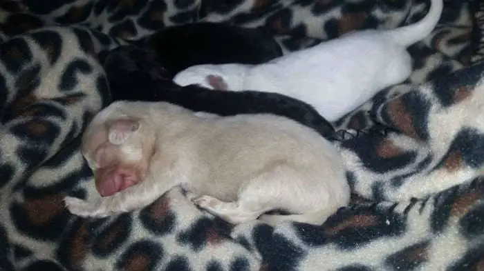 Cão albino usa óculos especiais para se proteger do sol Cão albino usa óculos especiais para se proteger do sol