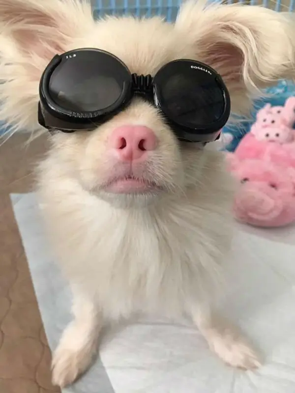 Cão albino usa óculos especiais para se proteger do sol Cão albino usa óculos especiais para se proteger do sol