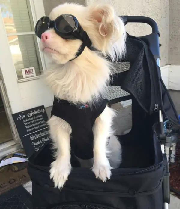 Cão albino usa óculos especiais para se proteger do sol Cão albino usa óculos especiais para se proteger do sol