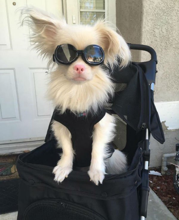 Cão albino usa óculos especiais para se proteger do sol