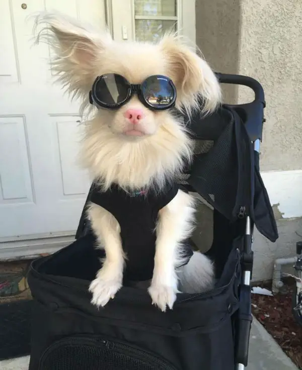 Cão albino usa óculos especiais para se proteger do sol Cão albino usa óculos especiais para se proteger do sol
