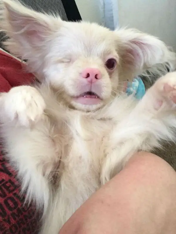 Cão albino usa óculos especiais para se proteger do sol Cão albino usa óculos especiais para se proteger do sol