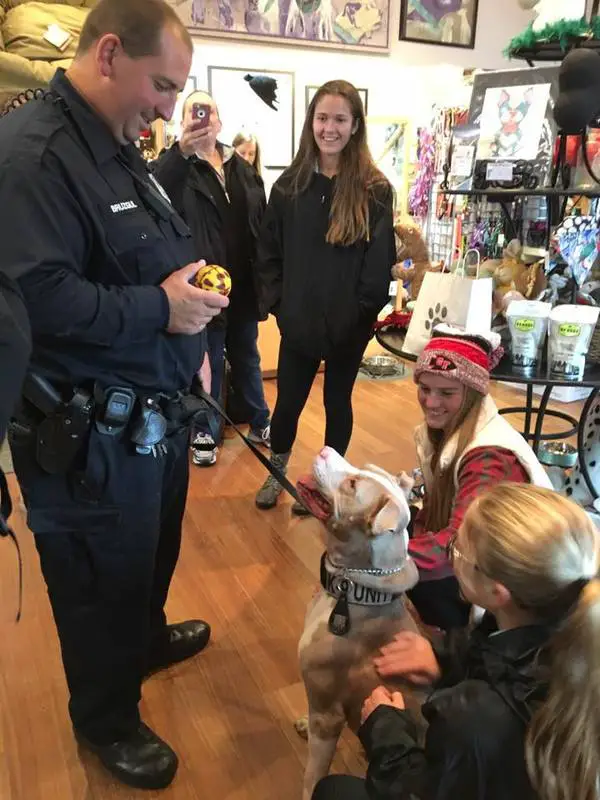 Pit bull acorrentado na neve ganha nova oportunidade em sua vida Pit bull acorrentado na neve ganha nova oportunidade em sua vida