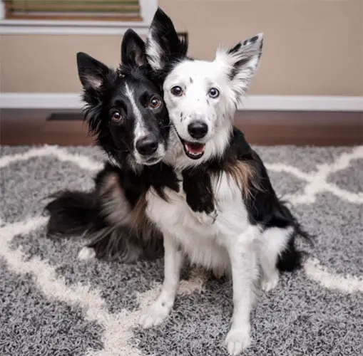 Cãezinhos que se abraçam fazem o maior sucesso na web