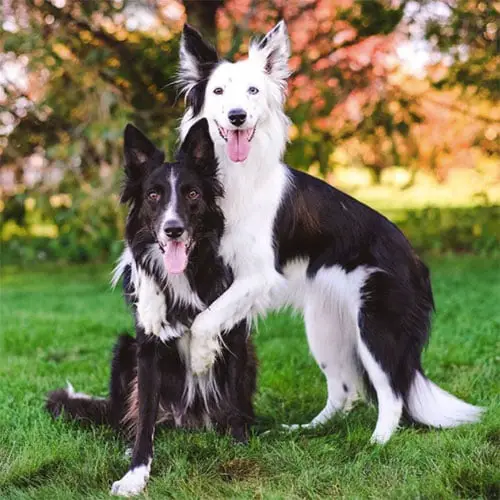 Cãezinhos que se abraçam fazem o maior sucesso na web