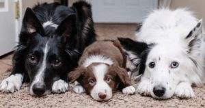 Cãezinhos que se abraçam fazem o maior sucesso na web