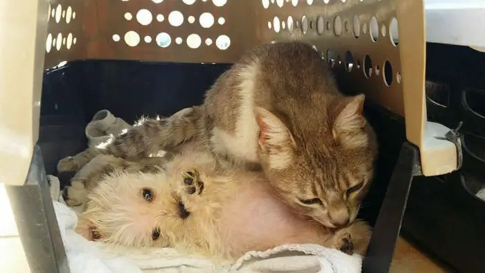 Gata adota cãozinho abandonado depois de ataque Gata adota cãozinho abandonado depois de ataque