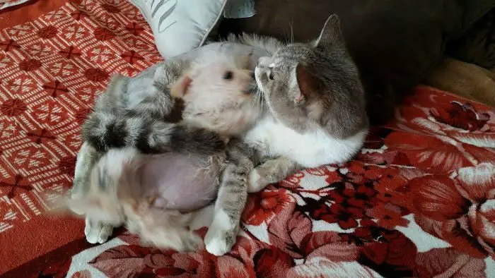 Gata adota cãozinho abandonado depois de ataque Gata adota cãozinho abandonado depois de ataque