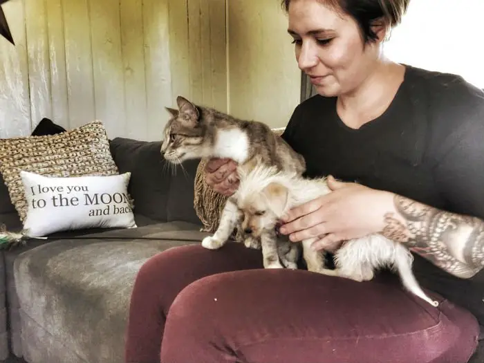 Gata adota cãozinho abandonado depois de ataque Gata adota cãozinho abandonado depois de ataque