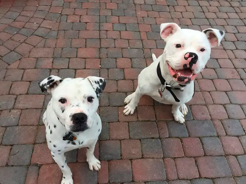 Kingston e Lola. Um casal de cães feitos um para o outro