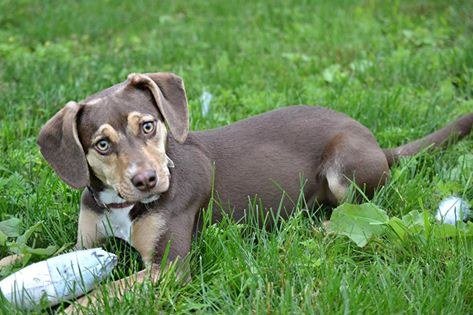 Cão salva menina de três anos de dentro de um buraco Cão salva menina de três anos de dentro de um buraco
