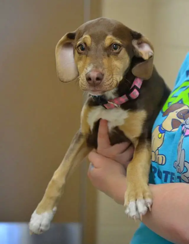 Cão salva menina de três anos de dentro de um buraco Cão salva menina de três anos de dentro de um buraco
