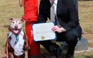 Pit Bull ganha hidrante de prefeito em dia de homenagem