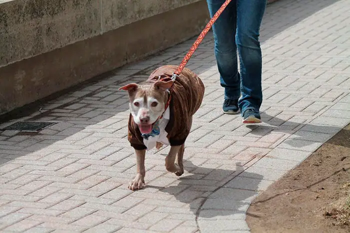 Pit Bull ganha hidrante de prefeito em dia de homenagem